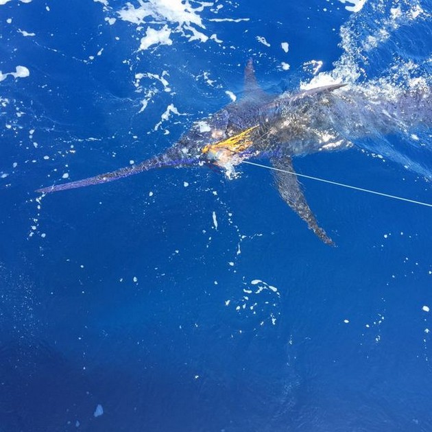 4 Blue Marlin - Cavalier & Blue Marlin Sport Fishing Gran Canaria