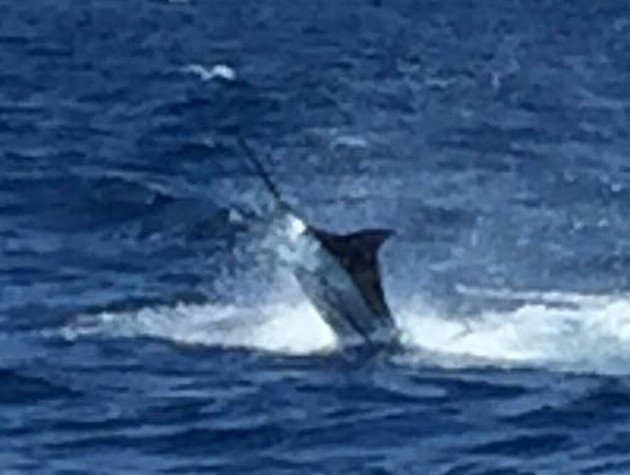 Jos van Loo släppte en 200 kg Blue Marlin - Cavalier & Blue Marlin Sport Fishing Gran Canaria