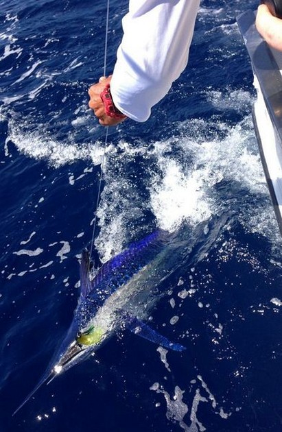 Spearfish - Cavalier & Blue Marlin Sport Fishing Gran Canaria