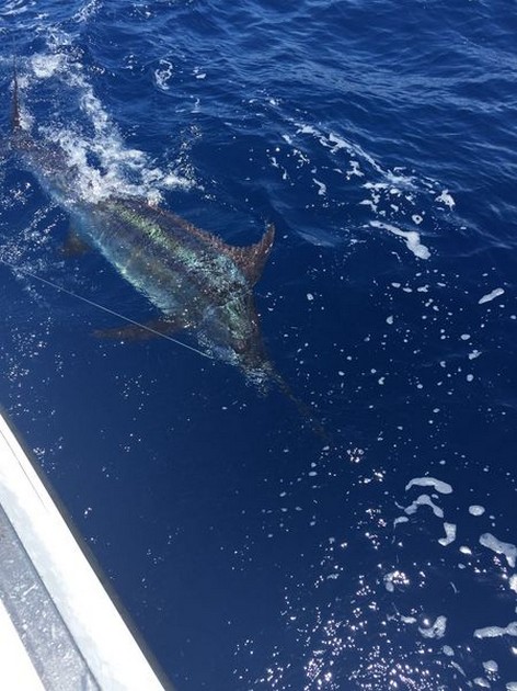 Bra start - Cavalier & Blue Marlin Sport Fishing Gran Canaria