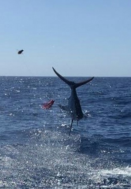 Cavalier Bästa båt - Cavalier & Blue Marlin Sport Fishing Gran Canaria