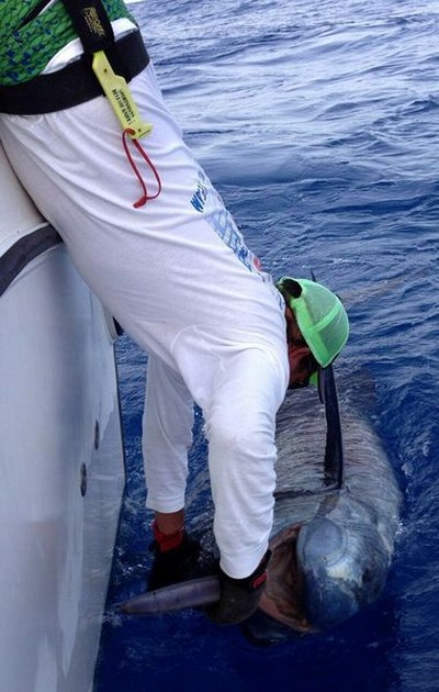 700 kg Blue Marlin släppt - Cavalier & Blue Marlin Sport Fishing Gran Canaria