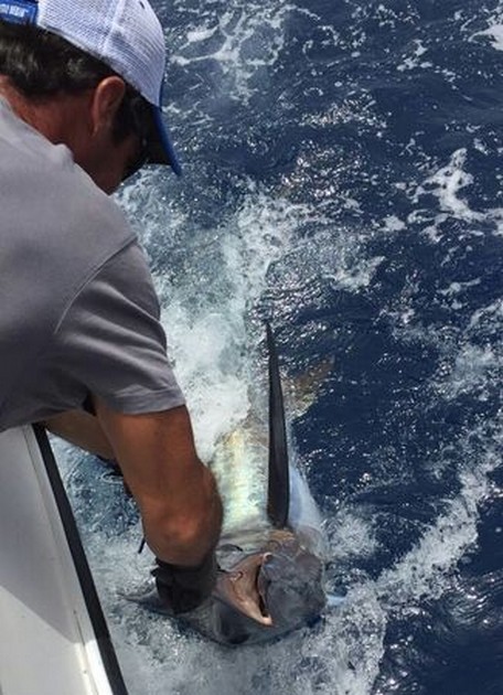 Dave van Balkum släppte 300 kg Blue Marlin - Cavalier & Blue Marlin Sport Fishing Gran Canaria