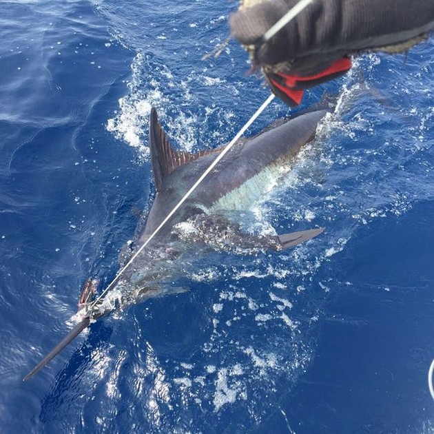 CAVALIER BRYTER ALLA INSPELNINGAR - Cavalier & Blue Marlin Sport Fishing Gran Canaria