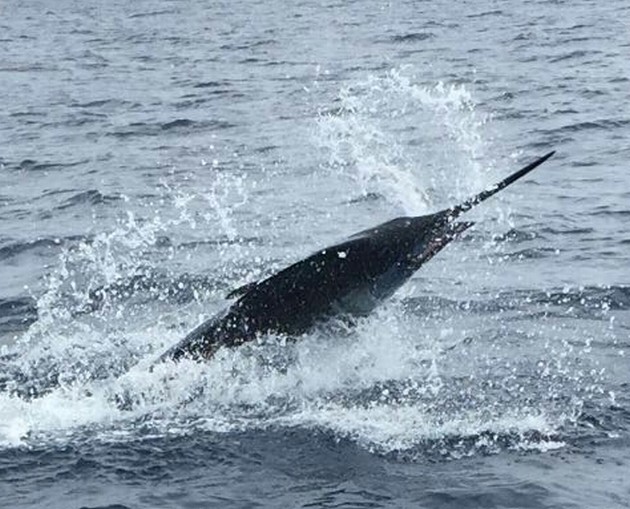 FISKERESULTAT 28 JUNI - Cavalier & Blue Marlin Sport Fishing Gran Canaria