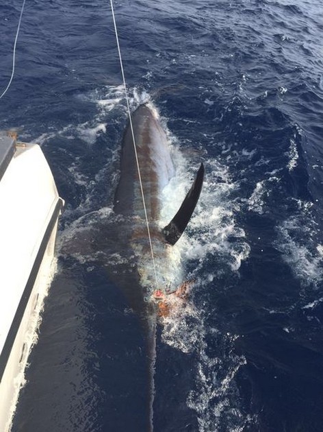 Vinnarna - Cavalier & Blue Marlin Sport Fishing Gran Canaria