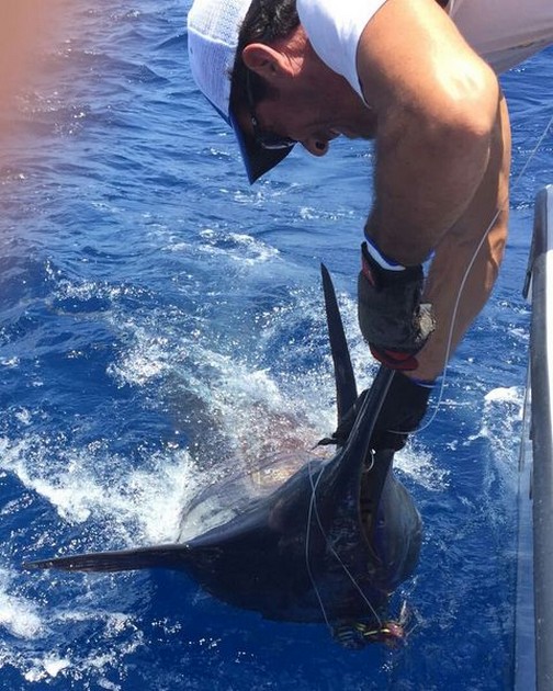 Fiskeresultat 30 juni - Cavalier & Blue Marlin Sport Fishing Gran Canaria