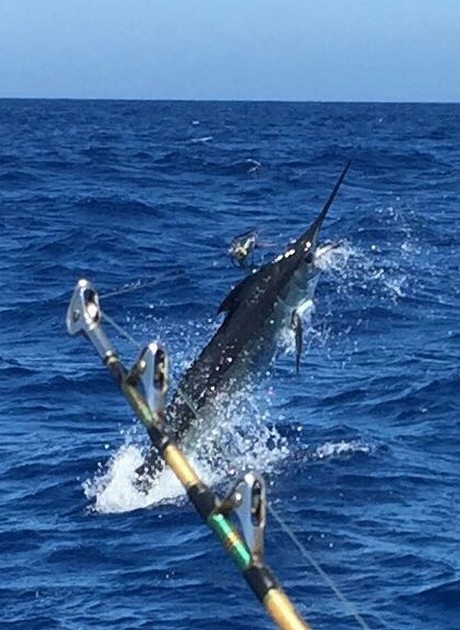 Grattis till Adam Fitch - Cavalier & Blue Marlin Sport Fishing Gran Canaria