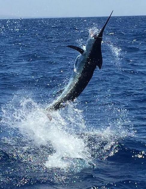 Blue Marlin Cavalier & Blue Marlin Sport Fishing Gran Canaria