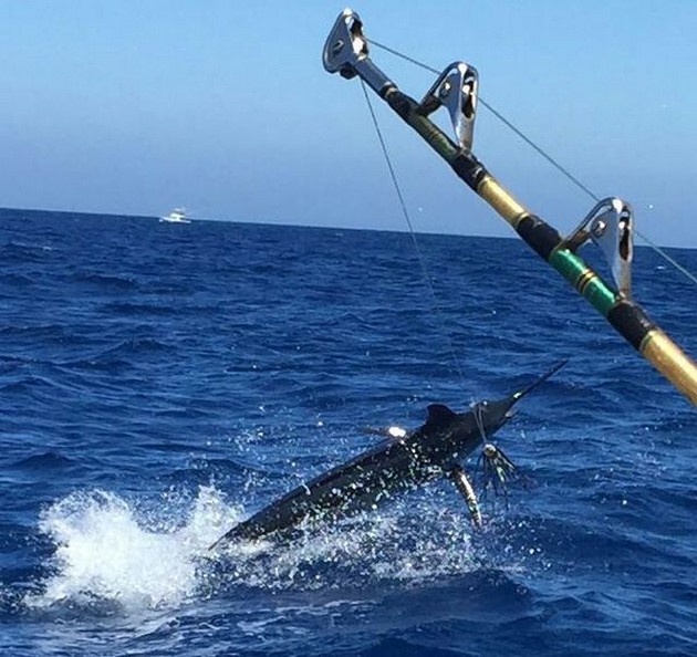 14 Blue Marlin släppt - Cavalier & Blue Marlin Sport Fishing Gran Canaria