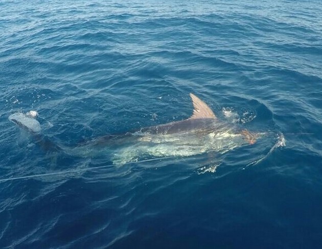 Måttliga fångster - Cavalier & Blue Marlin Sport Fishing Gran Canaria