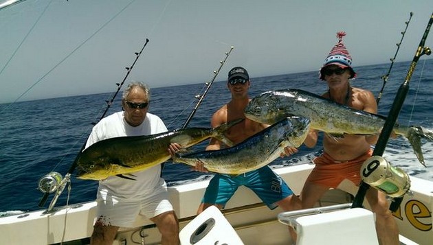 3 Dorado - Cavalier & Blue Marlin Sport Fishing Gran Canaria