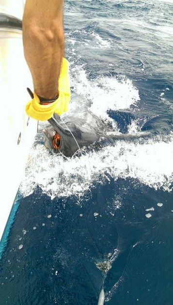 550 & 350 lbs Blue Marlin släpptes på båten Cavalier - Cavalier & Blue Marlin Sport Fishing Gran Canaria