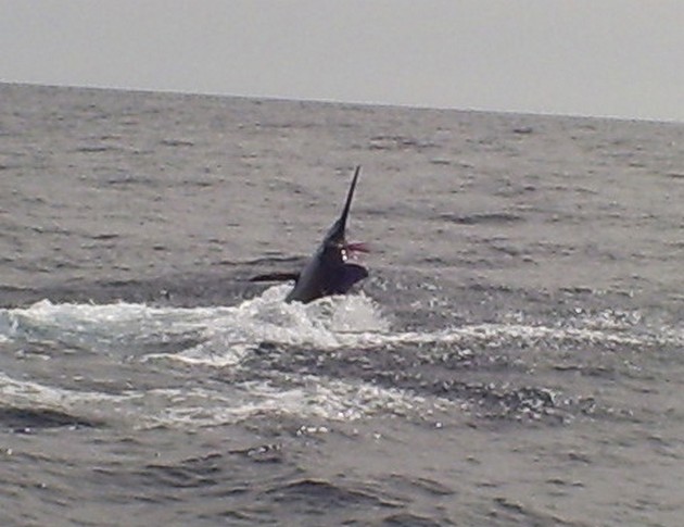 500 kg Blue Marlin - Cavalier & Blue Marlin Sport Fishing Gran Canaria