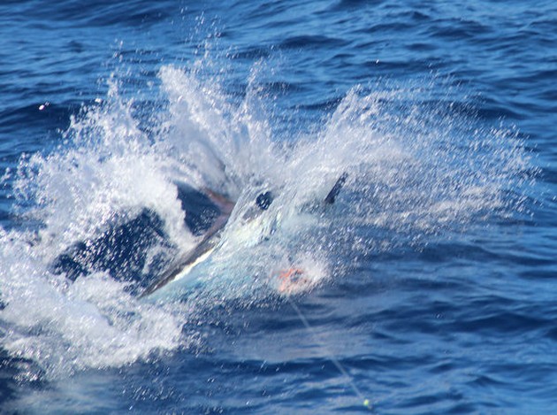 350 kg Marlin - Cavalier & Blue Marlin Sport Fishing Gran Canaria