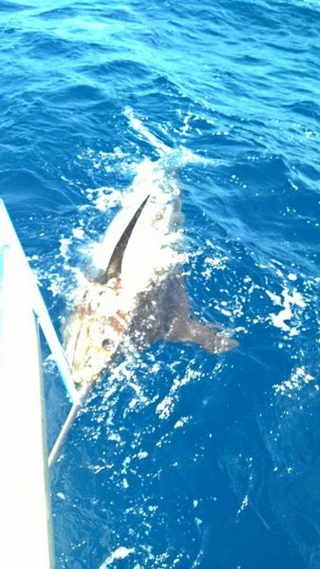 340 kg Blue Marlin taggad och släppt av Magnus Grehardsson från Sverige - Cavalier & Blue Marlin Sport Fishing Gran Canaria