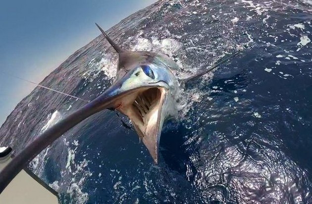 Veckan efter .......... - Cavalier & Blue Marlin Sport Fishing Gran Canaria