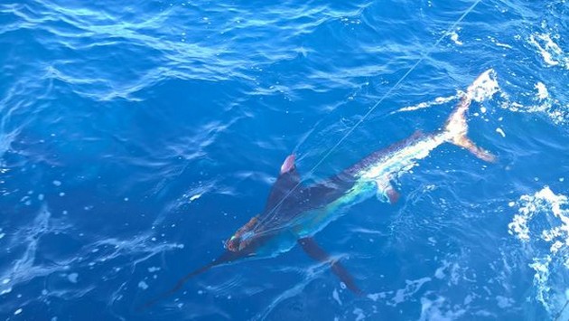 3 strejker resulterar i 1 White Marlin - Cavalier & Blue Marlin Sport Fishing Gran Canaria