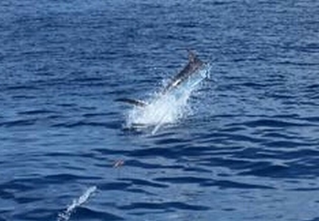 4 Blue Marlin släppt - Cavalier & Blue Marlin Sport Fishing Gran Canaria