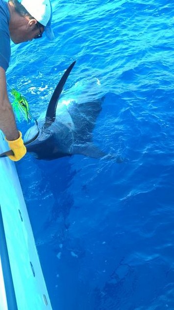 Tre i rad - Cavalier & Blue Marlin Sport Fishing Gran Canaria