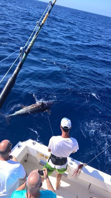 6 Blue Marlin släppt - Cavalier & Blue Marlin Sport Fishing Gran Canaria