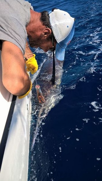 200 & 270 kg Blue Marlin släppt - Cavalier & Blue Marlin Sport Fishing Gran Canaria