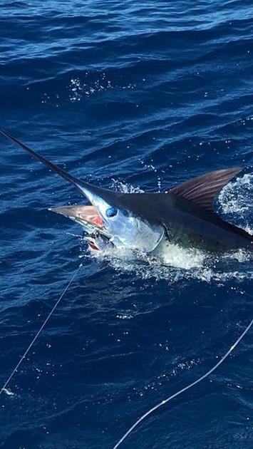 David Hallen släppte 600 kg Blue Marlin - Cavalier & Blue Marlin Sport Fishing Gran Canaria