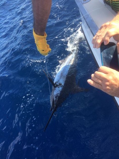 120 kg Blue Marlin släppt av Michael Swift - Cavalier & Blue Marlin Sport Fishing Gran Canaria