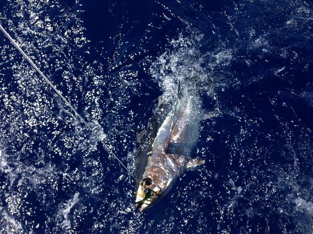 3 Albacores släppt! - Cavalier & Blue Marlin Sport Fishing Gran Canaria