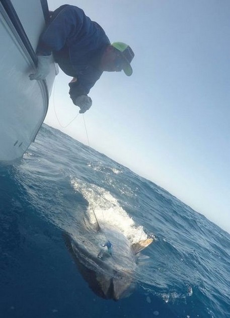 Blåfenad tonfisk - Cavalier & Blue Marlin Sport Fishing Gran Canaria