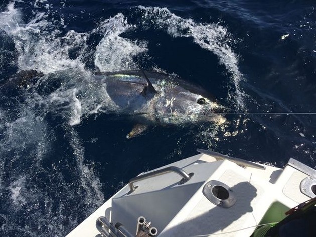 Cavalier släppte 320 kg blåfenad tonfisk - Cavalier & Blue Marlin Sport Fishing Gran Canaria