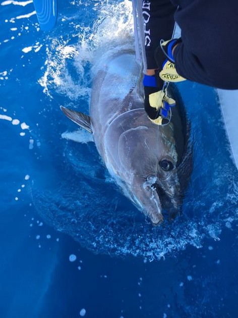 Cavalier släppte sin andra Bluefin Tuna - Cavalier & Blue Marlin Sport Fishing Gran Canaria