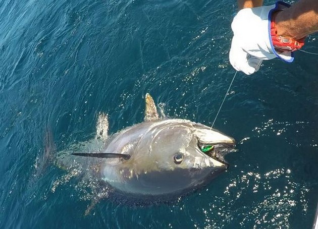 Tonfisk !!!!! - Cavalier & Blue Marlin Sport Fishing Gran Canaria