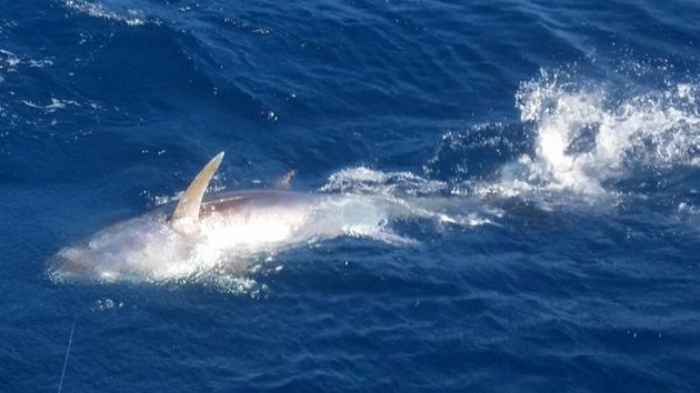 400 kg Bluefin släppt dörr Brian Wilkinson - Cavalier & Blue Marlin Sport Fishing Gran Canaria