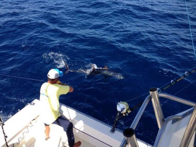 Båten Cavalier släppte två blåfenade tonfiskar på en resa - Cavalier & Blue Marlin Sport Fishing Gran Canaria