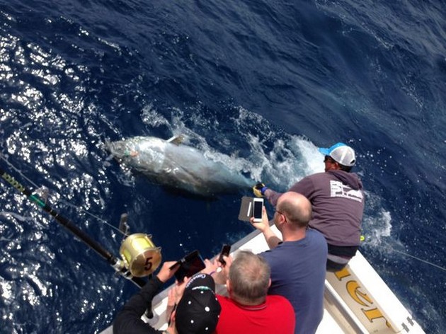 Cavalier släppte i morse Bluefin nr 6 för säsongen - Cavalier & Blue Marlin Sport Fishing Gran Canaria