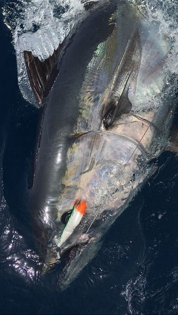 Blåfenad nummer 7 och 8 på en resa - Cavalier & Blue Marlin Sport Fishing Gran Canaria