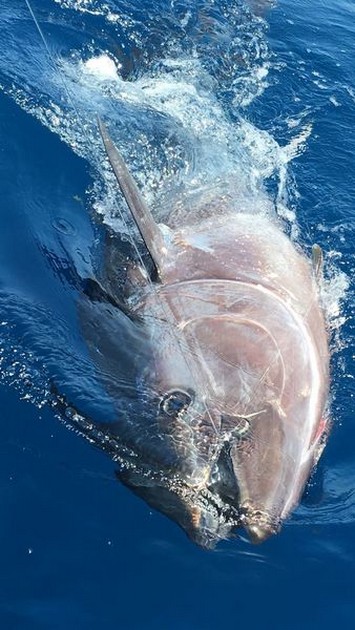 440 kg blåfenad tonfisk släppt - Cavalier & Blue Marlin Sport Fishing Gran Canaria