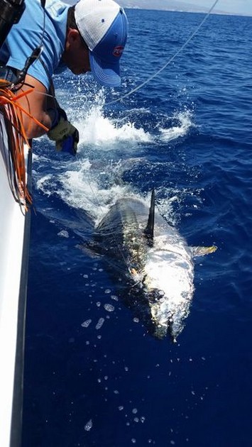 200 & 250 kg Blåfenad tonfisk - Cavalier & Blue Marlin Sport Fishing Gran Canaria