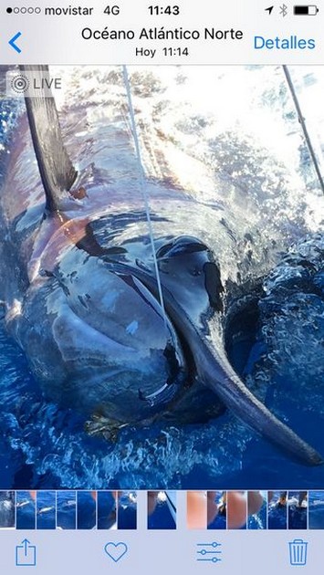 Blue Marlin 330 kg - Cavalier & Blue Marlin Sport Fishing Gran Canaria