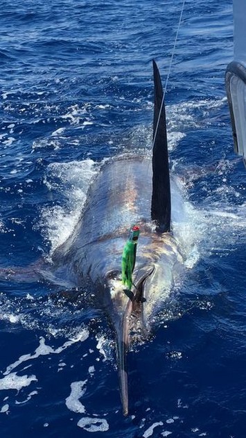 Blue Marlin 530 pund - Cavalier & Blue Marlin Sport Fishing Gran Canaria