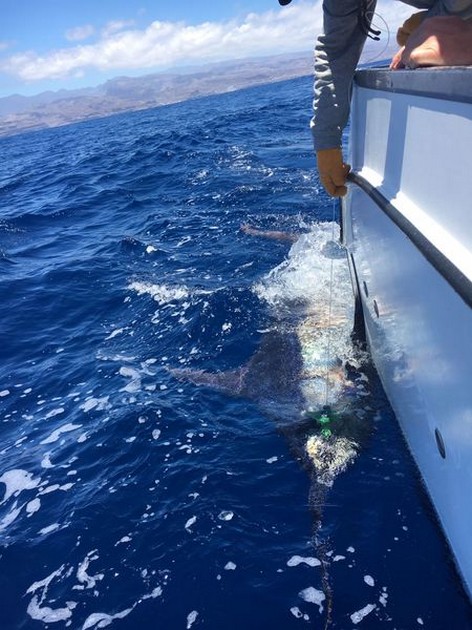 240 kg Blue Marlin Cavalier & Blue Marlin Sport Fishing Gran Canaria