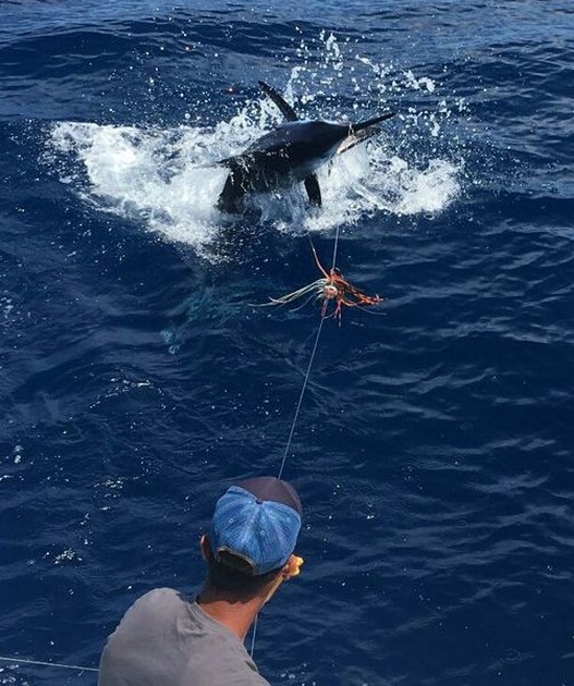 Blue Marlin 350 kg - Cavalier & Blue Marlin Sport Fishing Gran Canaria