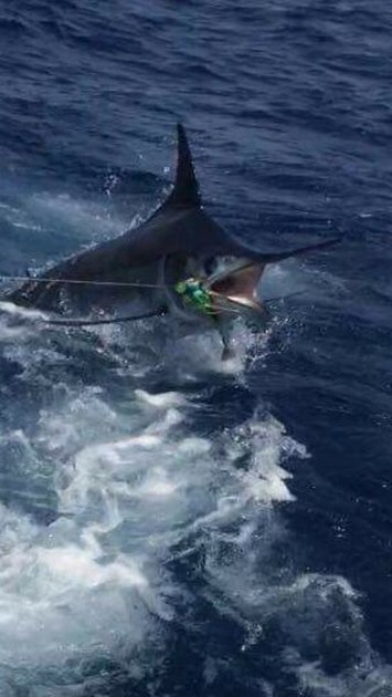 300 lb Blue Marlin - Cavalier & Blue Marlin Sport Fishing Gran Canaria