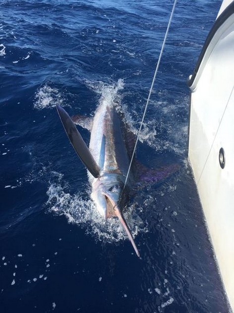 Marlin Party - Cavalier & Blue Marlin Sport Fishing Gran Canaria