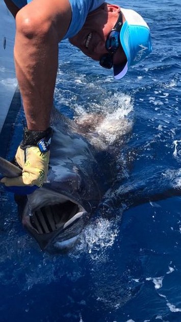 500 lb Blue Marlin släppt av Guillon Mathieu från Francia - Cavalier & Blue Marlin Sport Fishing Gran Canaria