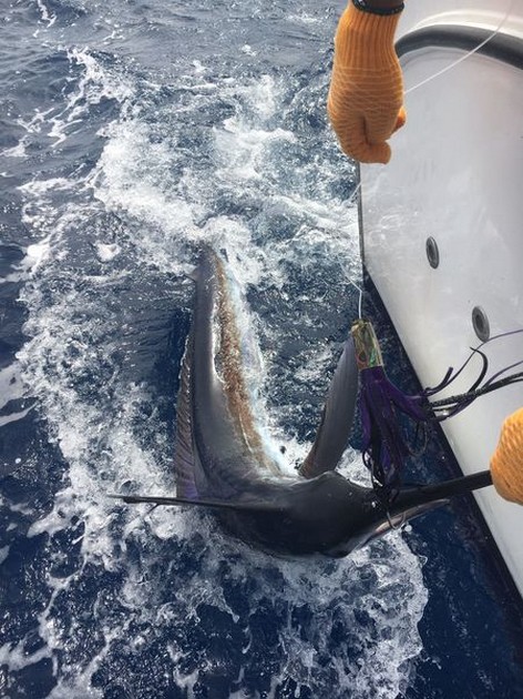 Klaas Westerhof - Cavalier & Blue Marlin Sport Fishing Gran Canaria