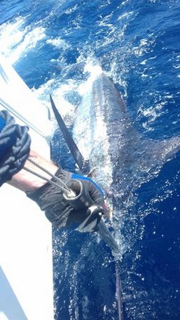 200 kg Blue Marlin - Cavalier & Blue Marlin Sport Fishing Gran Canaria