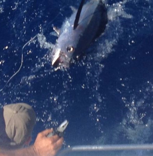 Albacores - Cavalier & Blue Marlin Sport Fishing Gran Canaria