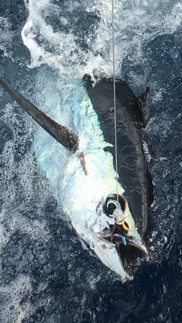 Tack skeppare Hafid - Cavalier & Blue Marlin Sport Fishing Gran Canaria